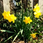holy saturday daffodils