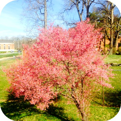first cheery blossoms 2014