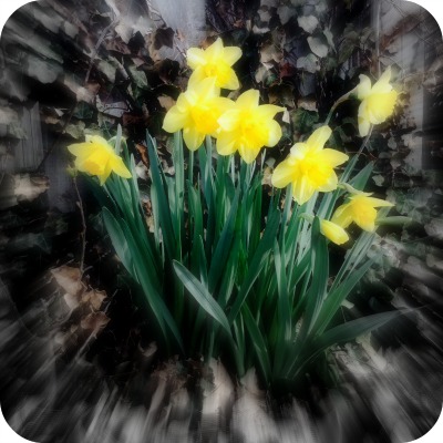 new dandelions napowrimo.jpg